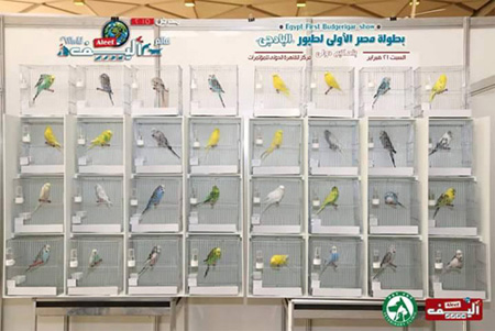 budgie show cages