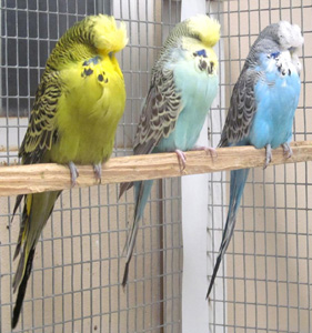 Birds Breeding Condition