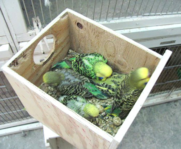 Youngsters in Nestbox