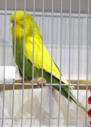 Clearwing budgerigar