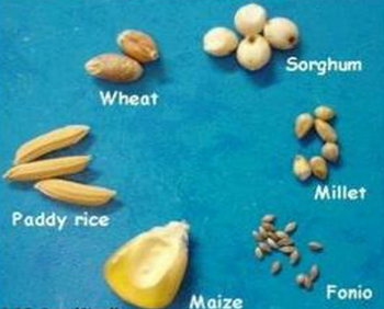 Fonio Size Comparison