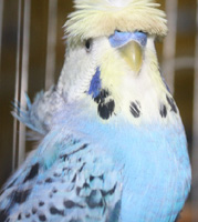 Budgie