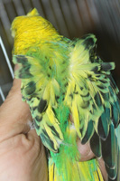 Budgie