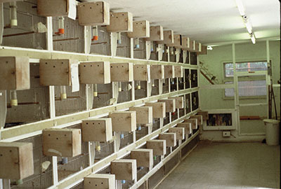 Breeding Room