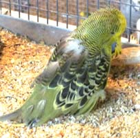 Parrot Beak and Feather Disease in Budgerigars
