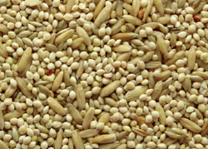 budgies seed mix