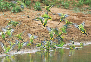 Wild budgerigars