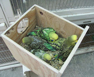 Budgerigar store breeding box