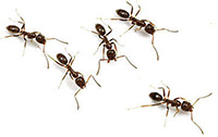 ants