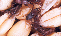 weevils