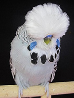 English budgie hot sale price